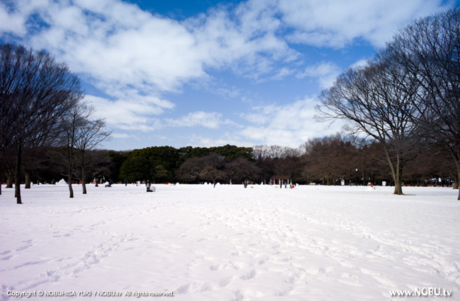 代々木公園の雪
