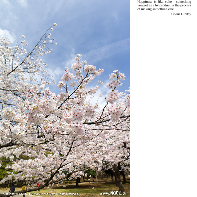 代々木公園の桜