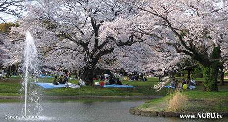 代々木公園の桜（3月30日現在）