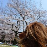 代々木公園-桜（3/27現在）