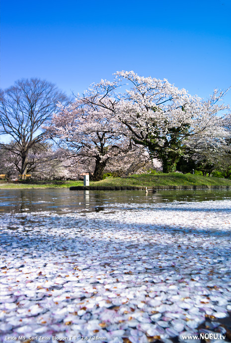 代々木公園の桜（2012年4月12日現在）