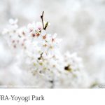 代々木公園-桜（１）