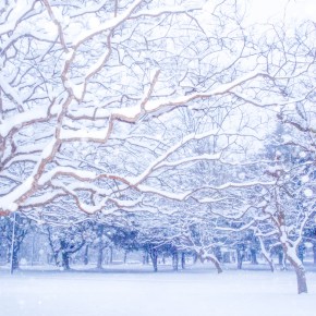 代々木公園-2014雪